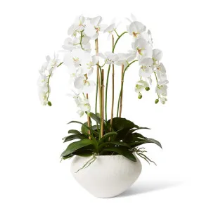 Phalaenopsis DeLuxe - Theo Pot - 68 x 60 x 86 cm by Elme Living, a Plants for sale on Style Sourcebook