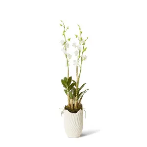 Orchid Dendrobidium Potted - Sanchia Vessel - 25 x 25 x 100 cm by Elme Living, a Plants for sale on Style Sourcebook