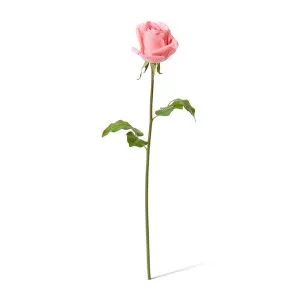 Rose Classic Short Stem (RT) - 14 x 12 x 45cm by Elme Living, a Plants for sale on Style Sourcebook