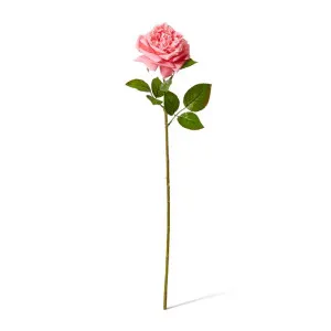 Rose Austin Stem (RT) - 22 x 14 x 66cm by Elme Living, a Plants for sale on Style Sourcebook