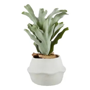 Staghorn Fern Pot 23x47cm in Green/White by OzDesignFurniture, a Plant Holders for sale on Style Sourcebook