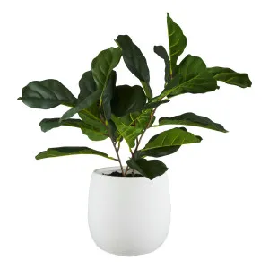 Fiddle Leaf Tub Pot 42x69cm in Green/White by OzDesignFurniture, a Plant Holders for sale on Style Sourcebook