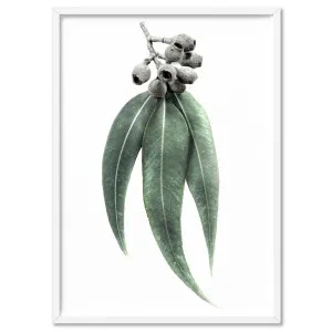 Eucalyptus Leaves & Gumnuts II - Art Print by Print and Proper, a Prints for sale on Style Sourcebook