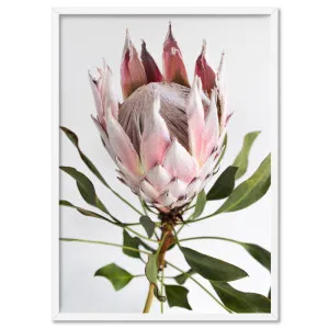 King Protea Portrait - Art Print by Print and Proper, a Prints for sale on Style Sourcebook