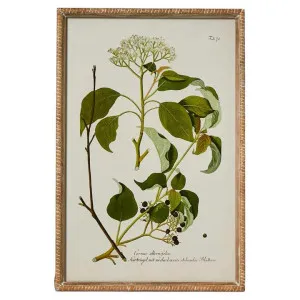 "Greenhouse Botanical" Framed Wall Art Print, No.1, 60cm by Florabelle, a Artwork & Wall Decor for sale on Style Sourcebook