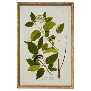 "Greenhouse Botanical" Framed Wall Art Print, No.2, 60cm by Florabelle, a Artwork & Wall Decor for sale on Style Sourcebook