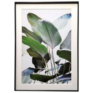 "Glenmore Traverllers Palm" Framed Wall Art Print, 70cm by Cristaletta Living, a Artwork & Wall Decor for sale on Style Sourcebook