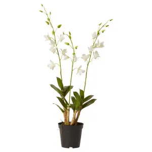 Elme Potted Artificial Dendrobium Orchid, 89cm by Elme Living, a Plants for sale on Style Sourcebook