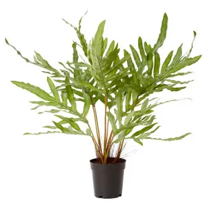 Elme Potted Artificial Rabbit Foot Fern, 59cm by Elme Living, a Plants for sale on Style Sourcebook