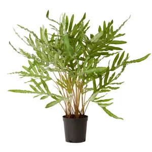Elme Potted Artificial Rabbit Foot Fern, 86cm by Elme Living, a Plants for sale on Style Sourcebook