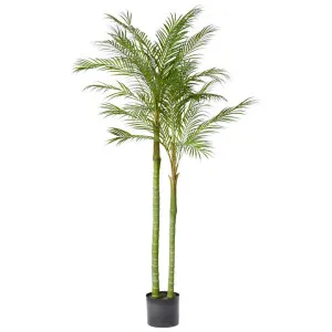 Elme Potted Artificial Cabada Palm, 180cm by Elme Living, a Plants for sale on Style Sourcebook