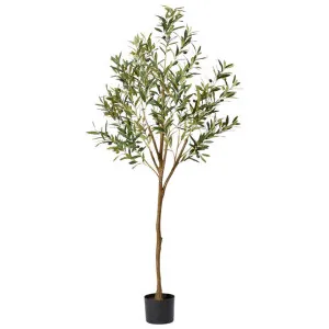 Elme Potted Artificial Olive Tree, 183cm by Elme Living, a Plants for sale on Style Sourcebook