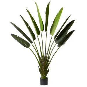 Elme Potted Artificial Travellers Palm, 220cm by Elme Living, a Plants for sale on Style Sourcebook