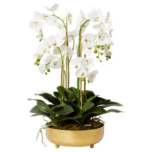 Elme Artificial Phalaenopsis Flower in Tiva Bowl, White Flower by Elme Living, a Plants for sale on Style Sourcebook