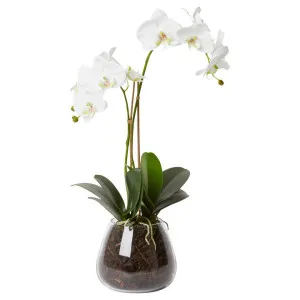 Elme Artificial Phalaenopsis Flower in Allira Vase, White Flower by Elme Living, a Plants for sale on Style Sourcebook