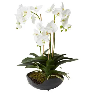 Elme Artificial Phalaenopsis Flower in Odina Bowl, White Flower by Elme Living, a Plants for sale on Style Sourcebook