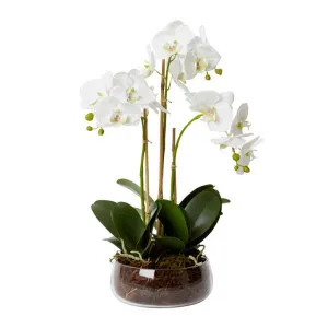 Elme Artificial Phalaenopsis Flower in Jolie Bowl, White Flower by Elme Living, a Plants for sale on Style Sourcebook