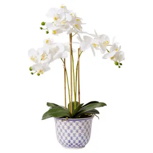 Elme Artificial Phalaenopsis Flower in Abigail Bowl, White Flower by Elme Living, a Plants for sale on Style Sourcebook
