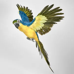 Amazonia Parrot Yellow by Florabelle Living, a Statues & Ornaments for sale on Style Sourcebook