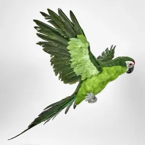 Amazonia Parrot Green by Florabelle Living, a Statues & Ornaments for sale on Style Sourcebook