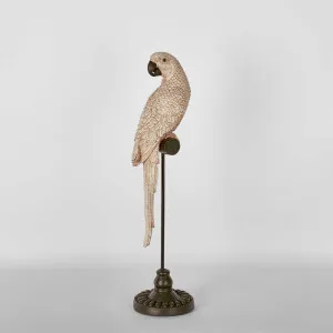 Amabela Parrot Small Natural by Florabelle Living, a Statues & Ornaments for sale on Style Sourcebook