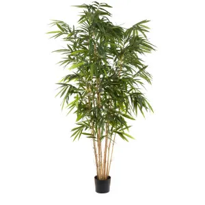 Giant Bamboo Tree 2.4M by Florabelle Living, a Plants for sale on Style Sourcebook