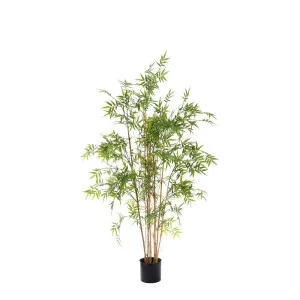Oriental Bamboo Tree 1.6M by Florabelle Living, a Plants for sale on Style Sourcebook