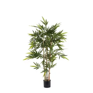 Bamboo Tree 1.2M by Florabelle Living, a Plants for sale on Style Sourcebook