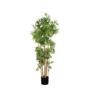 Japanese Bamboo Tree 1.6M by Florabelle Living, a Plants for sale on Style Sourcebook