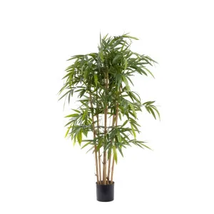 New Bamboo Tree 1.5M by Florabelle Living, a Plants for sale on Style Sourcebook