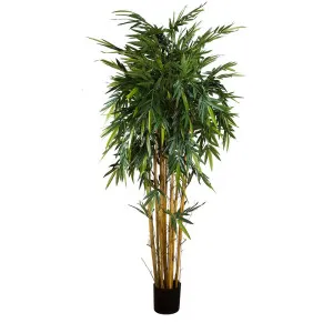 New Bamboo Tree 2.2M by Florabelle Living, a Plants for sale on Style Sourcebook