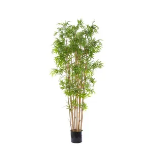 Japanese Bamboo Tree 1.9M by Florabelle Living, a Plants for sale on Style Sourcebook