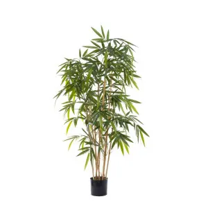 New Bamboo Tree Budget 1.6M by Florabelle Living, a Plants for sale on Style Sourcebook