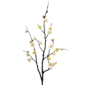 Plum Blossom Spray 85Cm Cream by Florabelle Living, a Plants for sale on Style Sourcebook