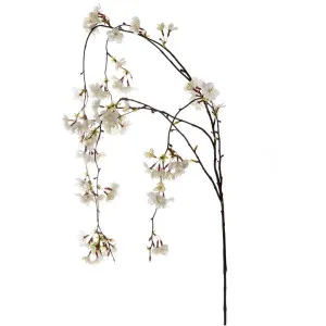 Cherry Blossom Hanging Spray 1.3M White by Florabelle Living, a Plants for sale on Style Sourcebook