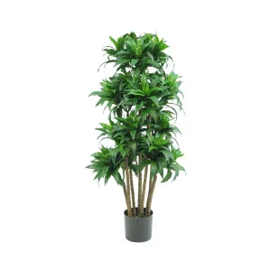 Dracaena Fragrans Multi Tree X8 / 576 Leaves Green by Florabelle Living, a Plants for sale on Style Sourcebook