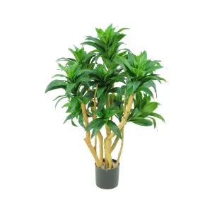 Dracaena Fragrans Tree W/251 Leaves Green by Florabelle Living, a Plants for sale on Style Sourcebook