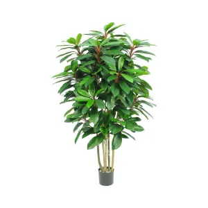 Schefflera Tree W/450 Leaves Green/Red by Florabelle Living, a Plants for sale on Style Sourcebook
