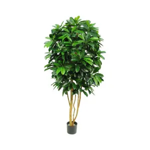 Schefflera Tree W/700 Leaves Green by Florabelle Living, a Plants for sale on Style Sourcebook