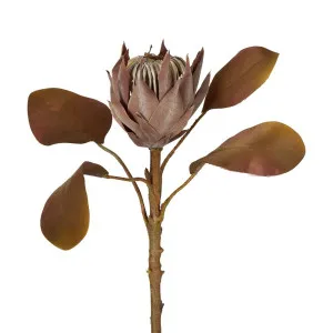Dried Look Protea Stem Small 53Cm Brown by Florabelle Living, a Plants for sale on Style Sourcebook