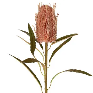 Dried Look Banksia Stem 56Cm Dusty Pink by Florabelle Living, a Plants for sale on Style Sourcebook