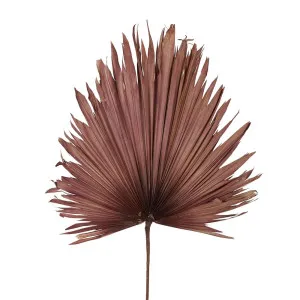 Preserved Palm Leaf Pink Large by Florabelle Living, a Plants for sale on Style Sourcebook