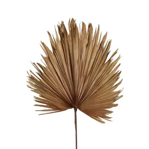 Preserved Palm Leaf Brown Large by Florabelle Living, a Plants for sale on Style Sourcebook