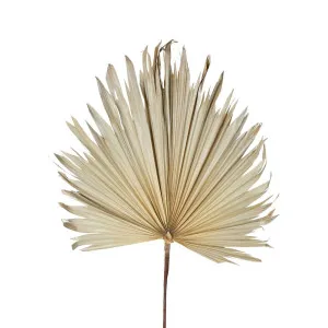 Preserved Palm Leaf Cream Large by Florabelle Living, a Plants for sale on Style Sourcebook