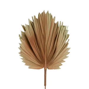 Preserved Palm Leaf Brown Small by Florabelle Living, a Plants for sale on Style Sourcebook