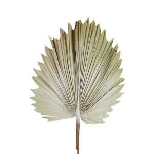 Preserved Palm Leaf Cream Small by Florabelle Living, a Plants for sale on Style Sourcebook