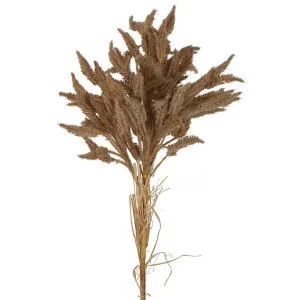 Dried Look Wheat Grass Stem 80Cm Brown by Florabelle Living, a Plants for sale on Style Sourcebook