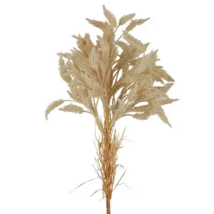 Dried Look Wheat Grass Stem 80Cm Cream by Florabelle Living, a Plants for sale on Style Sourcebook
