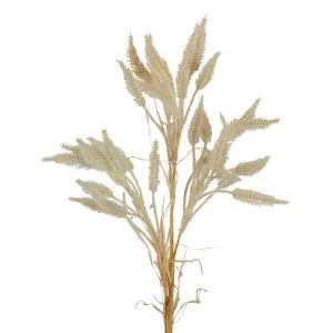 Dried Look Wheat Grass Stem 63Cm Cream by Florabelle Living, a Plants for sale on Style Sourcebook