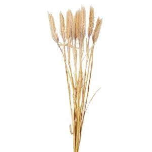 Dried Look Wheat Bunch 60Cm Natural by Florabelle Living, a Plants for sale on Style Sourcebook